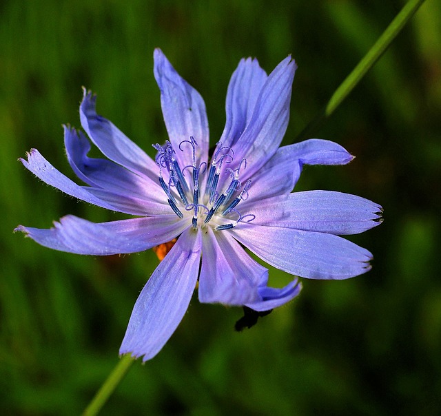 Common chicory, Cichorium intybus, is a somewhat woody, perennial herbaceous plant usually with bright blue flowers, rarely white or pink.